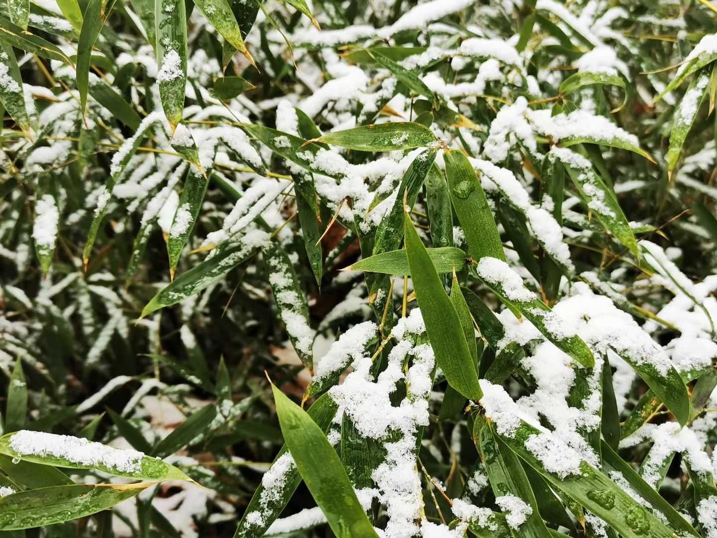 老年|泉城喜降春雪，银装素裹，分外妖娆