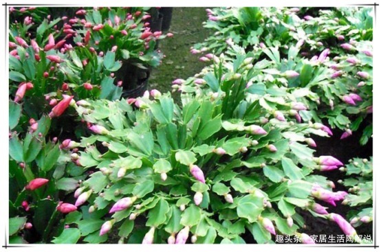 蟹爪兰“花困难户”花匠教你正确养护方法，蟹爪兰花开“爆盆”