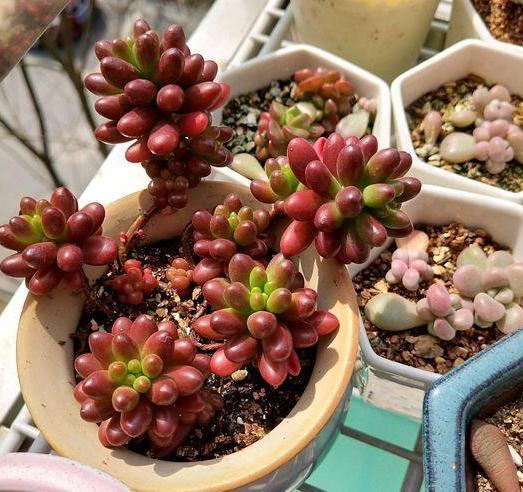 气根|多肉虹之玉长气生根，该如何对症解决学着这么办好减少伤亡