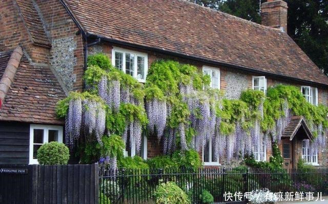 清明节前后,此花要栽种两株,花开绚烂,花穗长达1米左右!