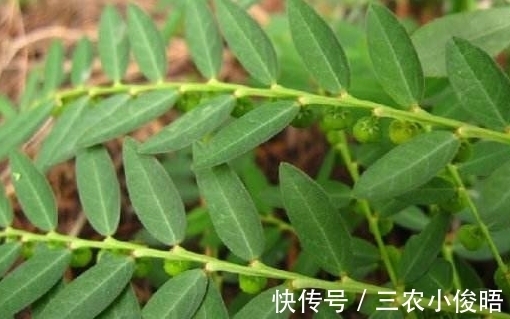 一般人|农村一种不起眼的野草,一般人不认识,在药店要几十块一斤