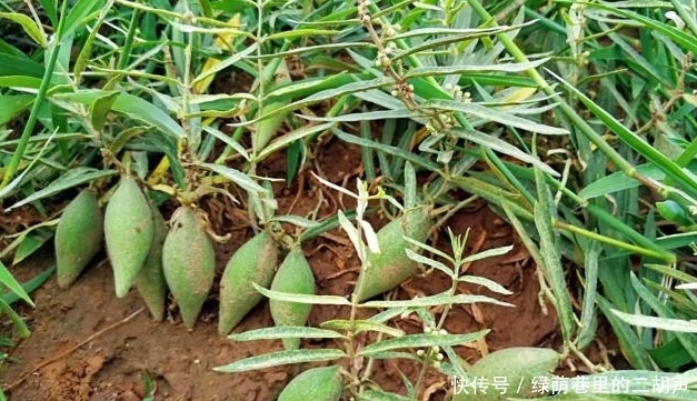 農村地里的這樣野果，稱之為“草藥之王”，能吃又能做藥材！