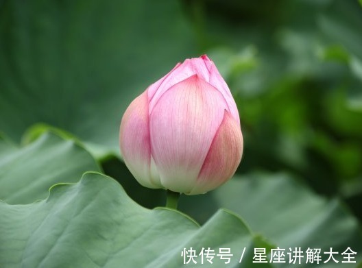 横财|9月上旬，运势节节高升，4属相吉星当头，横财不停，天天笑哈哈