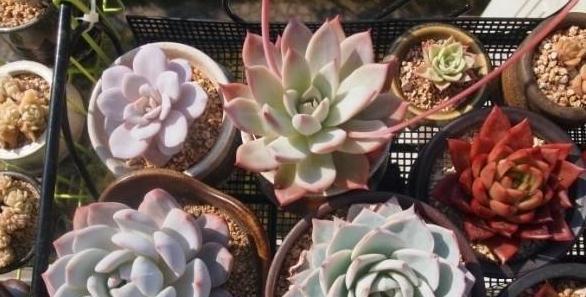 露养之前,先留意下这些,助你养出健康漂亮的多肉