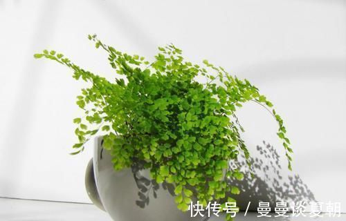 一叶兰|卫生间里面味?那就养几种植物,既耐阴又可以祛味!