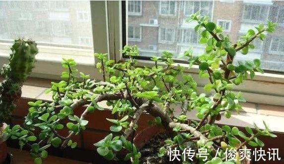 马齿苋树|养金枝玉叶,一个小技巧,盆栽变成漂亮盆景,叶绿枝多姿态优美