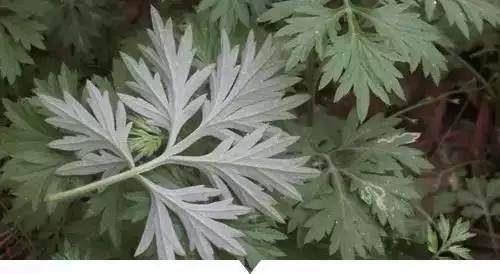 糯米菜|农村的任何野草,可都别小瞧它,可能就一种药材能治病救命呢!