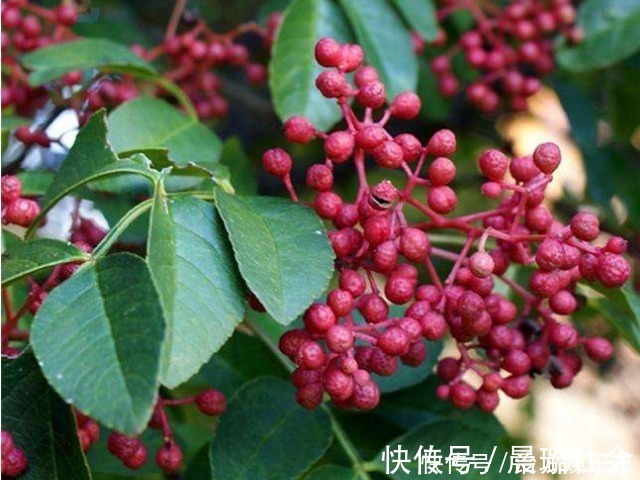 花椒|快告诉家里人每次煮水加几粒它,阳气足了,体质好了,病痛消了