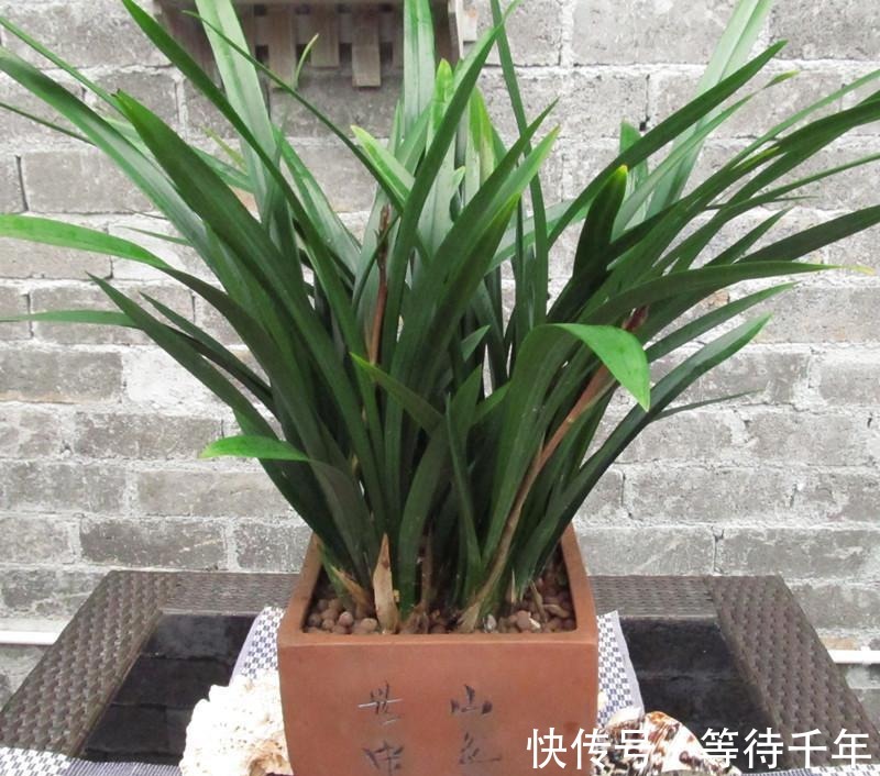 技巧|如何养护墨兰花吗快来学习一些墨兰的养护技巧吧!