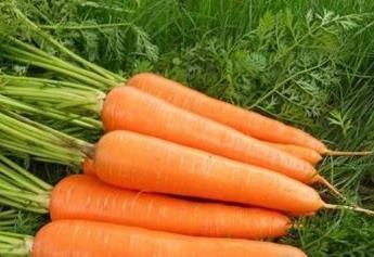 酸钾盐|胡萝卜和此物一起煮,大肚腩消失了,失眠好了,为了健康了解下