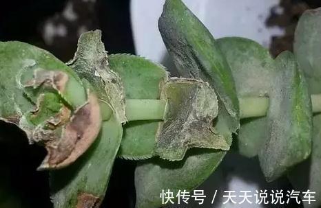 这三种病,会要了多肉的命,附防治方法,建议收藏