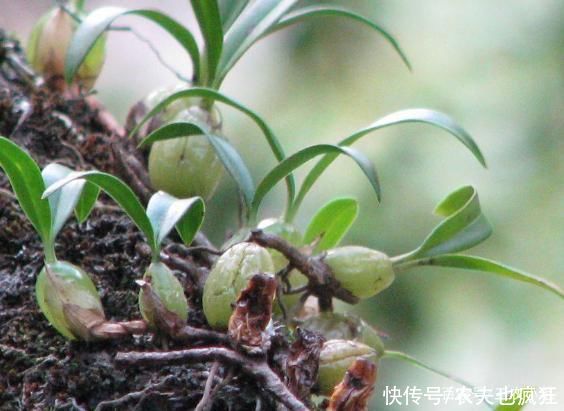 它叫“石仙桃”，生长在石壁上，挖一棵少一颗，若有幸遇到要珍惜