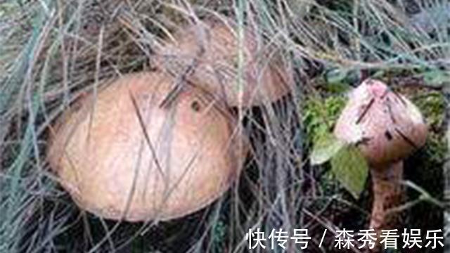 野菜|广西农村最好吃的野菜,很多人叫不出名字,你吃过几种