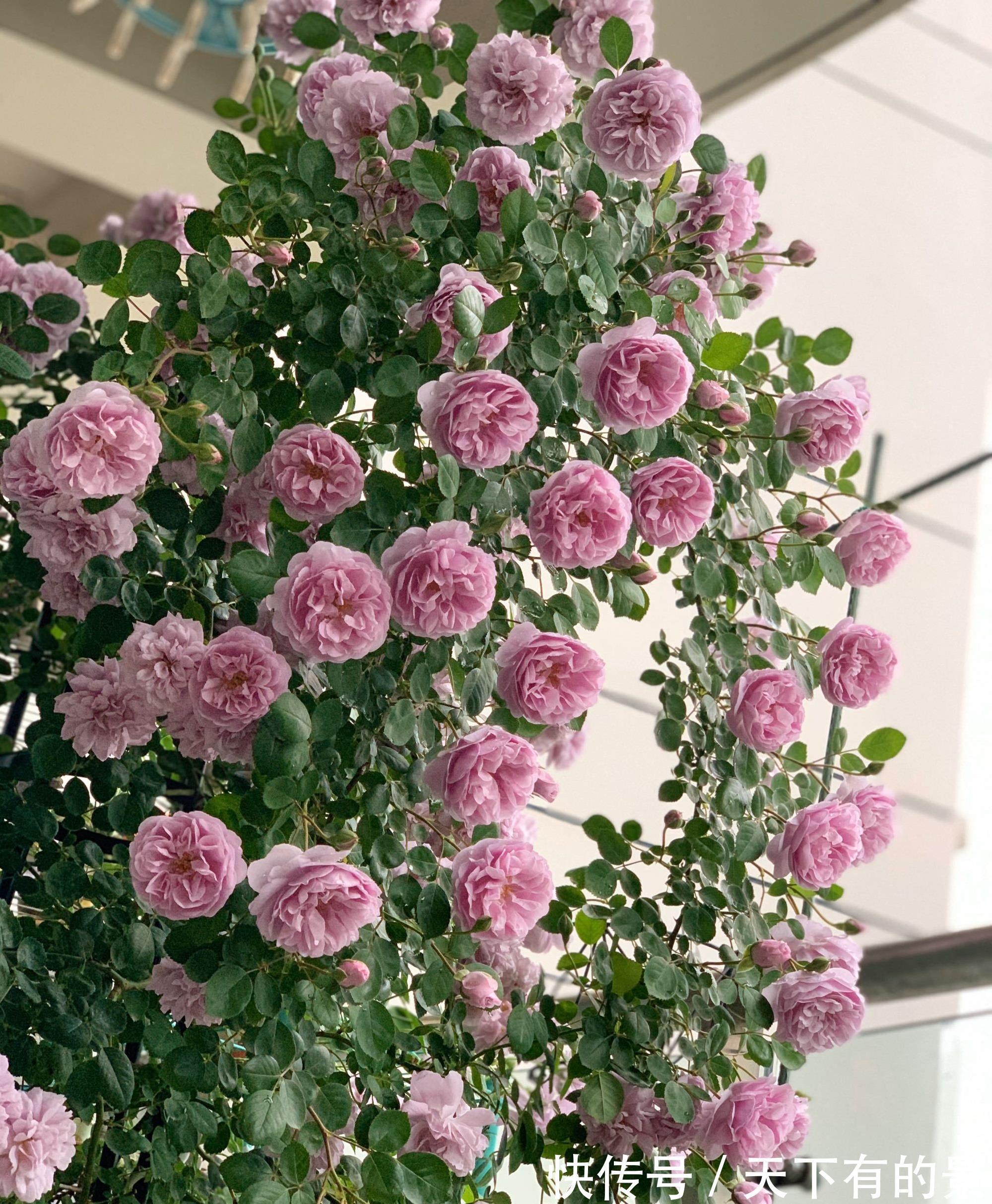 阳台上|3种“小爬藤”花,剪个枝条插一棵,爬满阳台开满花,美得不像话