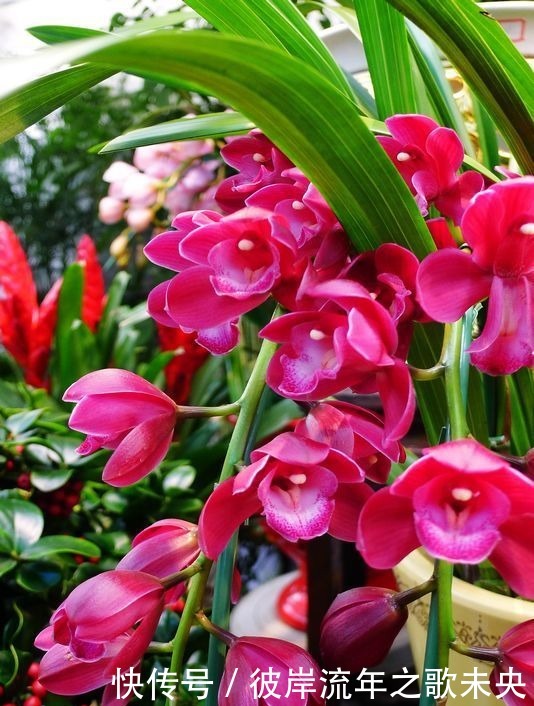 喜欢在家中养护花卉，就选择花期长，花色绚丽的5种花卉，非常美