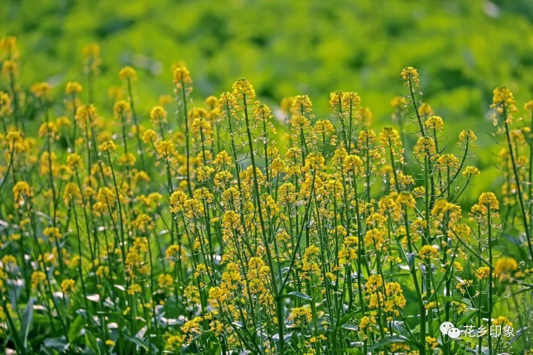 春天的“课代表”——油菜花开了！