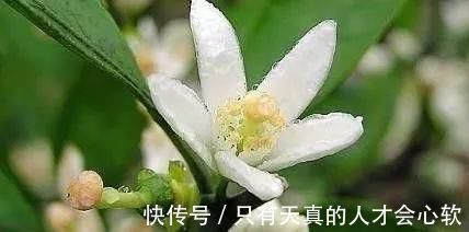 柚子|1类水果浑身都“宝”降糖，降脂，防血栓，止头痛，多吃益健康