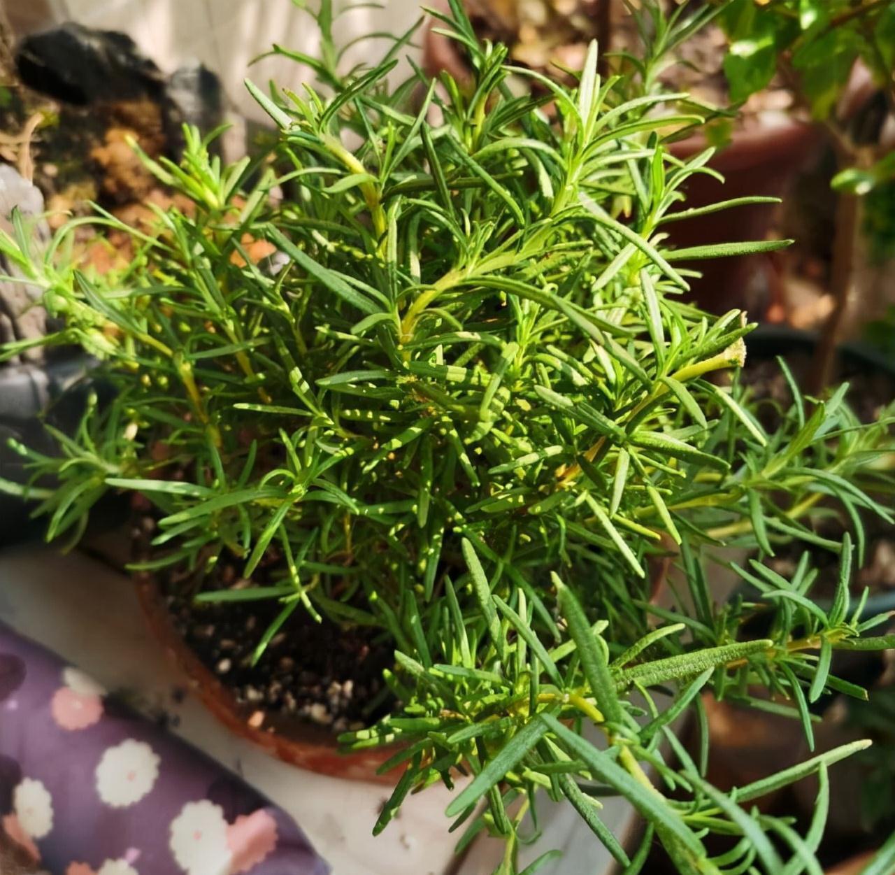 枝条|阳台养一盆它,皮实好养,散发香味、四季常绿、家里高级有氛围感