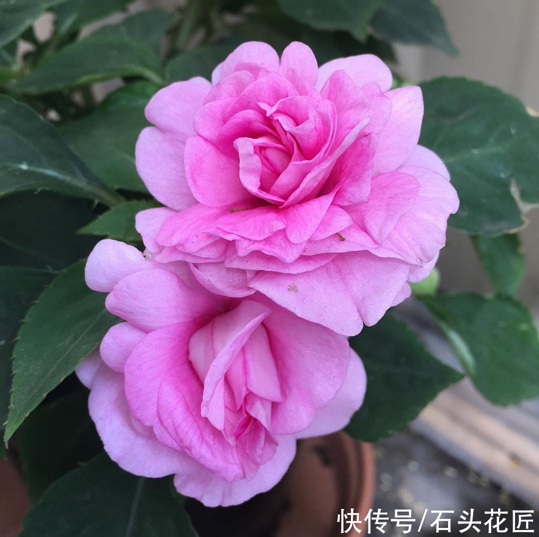 天气越热，越能开爆盆的“5种花”，阳台各养1盆开花上千朵