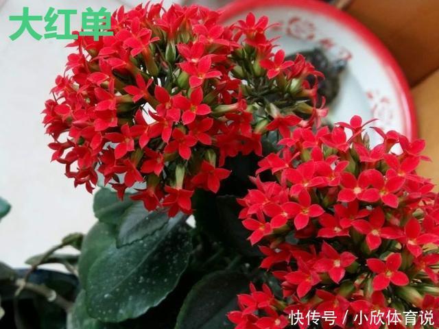 这种花品种多，花型好，养了你就爱上了！