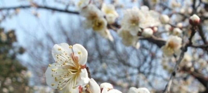 早春#宋朝一位二流的诗人,却写下一流的咏梅诗,通篇充满了诗情画意!