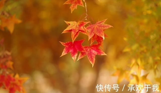 锦霞&千山暮雪无言叙,独客西风入梦游。浅秋寄语