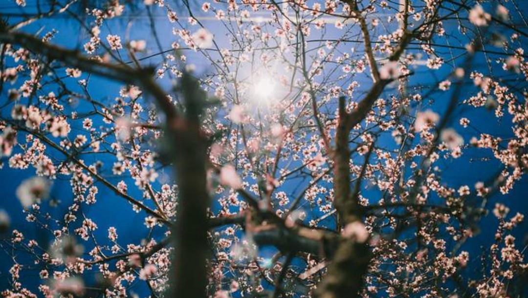 元好问|元好问一首高水平之作,每一句都另有所指,读来令人拍案叫绝