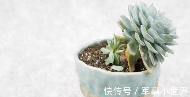 秋丽|养多肉却不会浇水,不用急,用好“四季浇水表”,不徒长不黑腐