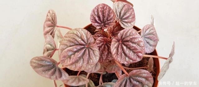 卫生间里少不了8种植物，水培土培都可以，阴凉潮湿处容易养好！