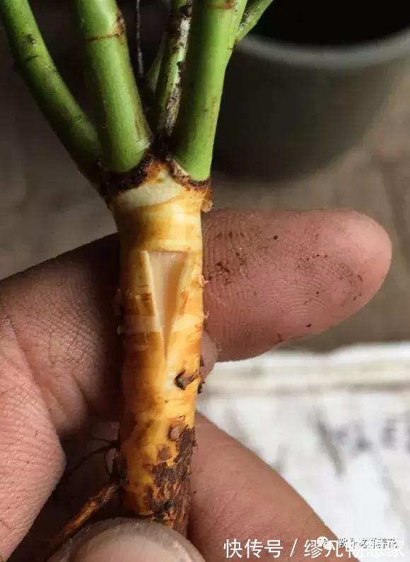 月季养成树,开花一团团,轻松开成大花球,阳台也能养得好!