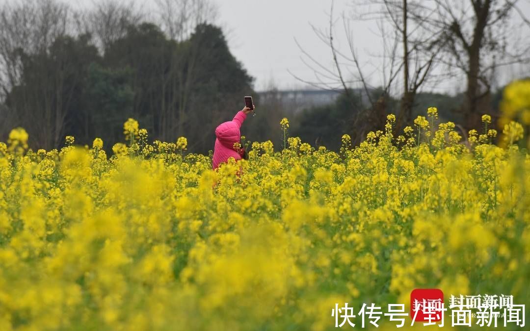 踏青|成都郊外油菜花已悄然绽放 周末搭上开往春天的地铁去赏花踏青