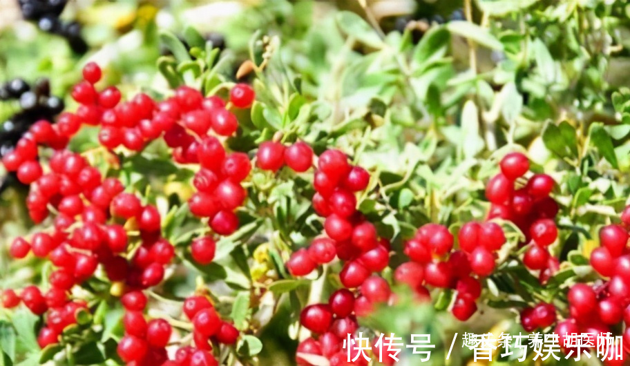 白刺果|女性不想长满皱纹,要多吃三种食物,排毒养颜,有益健康!