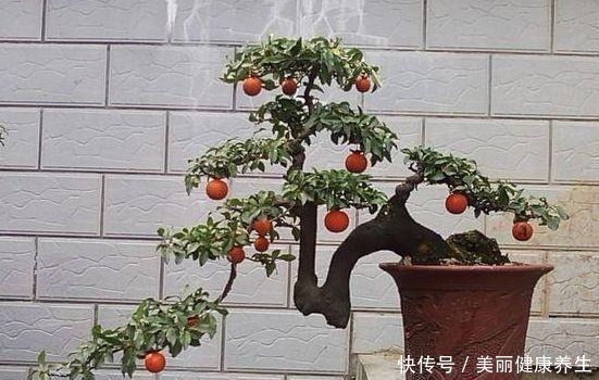 养护|聪明人都养这3种树,美观大气能镇宅,能养好几年!