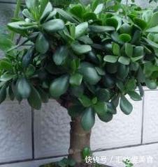 老花农养玉树20年，只做对5点，枝干粗壮，每年都开花