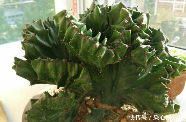 这3款植物虽其貌不扬,室内盆栽,却能让家里变成“天然氧吧”