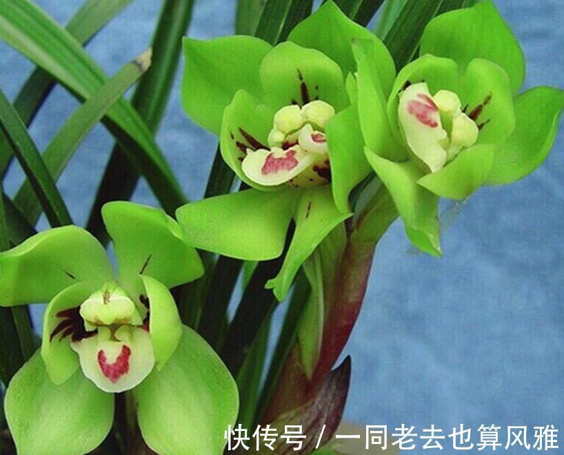 养花在于精而不在于多,六种花卉中的珍品,养一样也值得