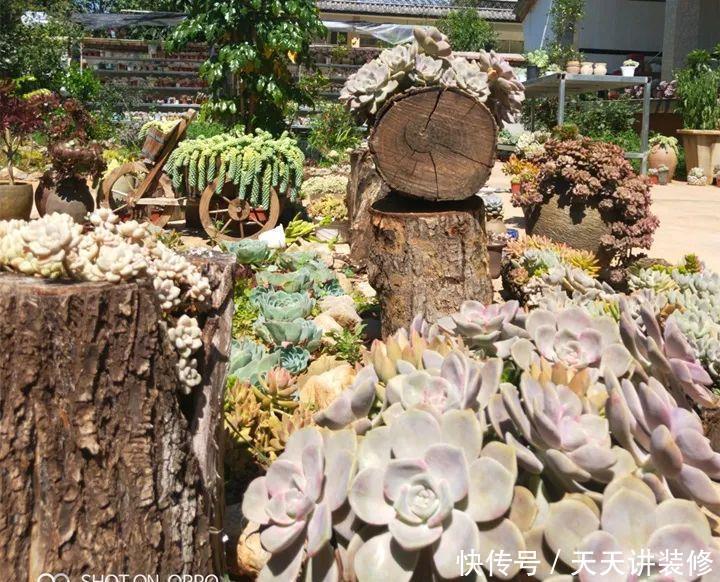 爸妈不在家,我在院子里疯狂种多肉,倍儿爽