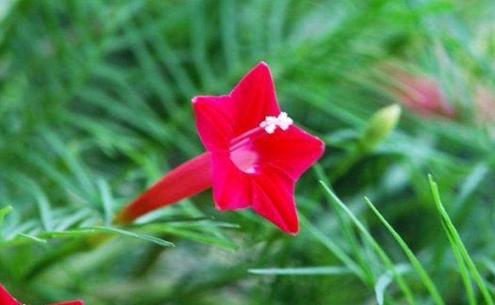 阳台养这几朵花,花开不断,好养易开花,养在家中香飘满屋