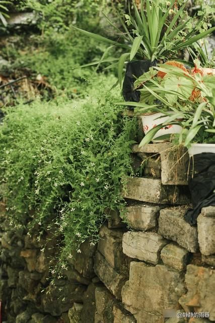 怀念|怀念青涩的番茄