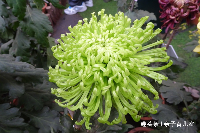 喜欢菊花,不如养“菊中珍品”绿安娜,翠绿如翡翠,淡雅清秀!