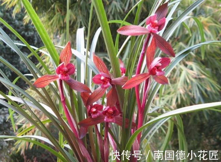 兰花|秋天兰花生长进入关键期，3件事可不能偷懒，不然花量减半长势差