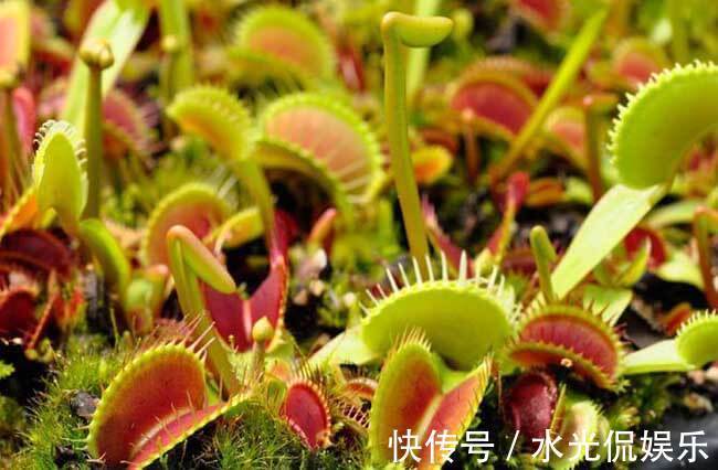 夏天养几盆这些花，蚊子最讨厌，好看香气浓郁，还能驱蚊