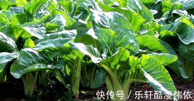 厚皮菜|乡下一种不好吃的菜,30年前总能在餐桌上见到,如今却成畅销菜