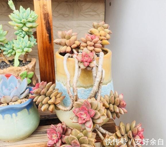 露养2年的姬胧月，不露养不知道，露养后才知道姬胧月可以这么美！