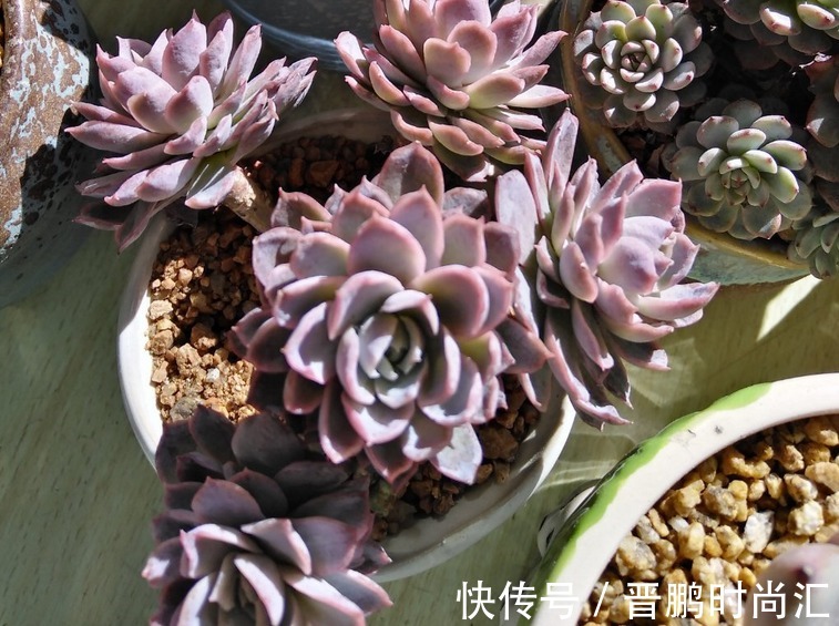 养群生多肉紫罗兰女王,季节交替、温度巨变,当多注意这4点