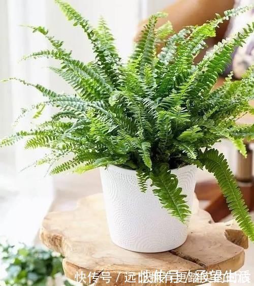 新叶|3种“大气花”越热越长个，新叶呼呼窜，室内百搭花，越长越高雅