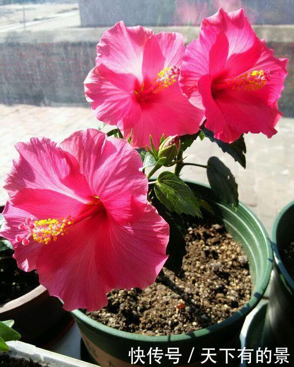 超长待机的3种花,一年开三季,好看又霸气,春天养一盆,刚刚好