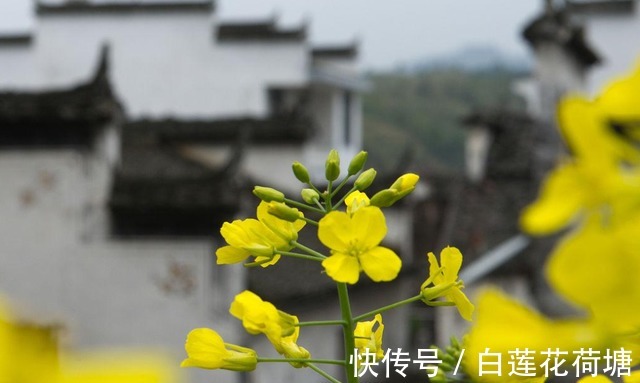 桃花朵朵|幸福美满的星座