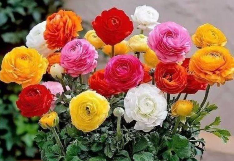 4种花是开花小能手,一年四季开花不断,璀璨夺目超漂亮