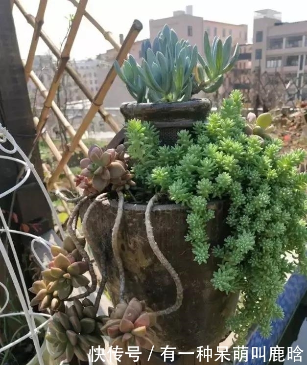 邻居捡破烂养花，全家都反对，栽上花后都笑了！